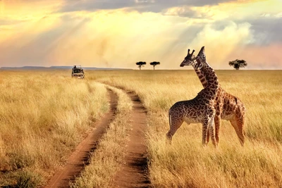 Club Jumbo Zanzibar Bay 4* avec 1 nuit au parc de Selous