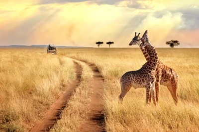 Hôtel Jacaranda Indian Ocean Beach Resort 4* avec 2 nuits Tsavo Est/Ouest
