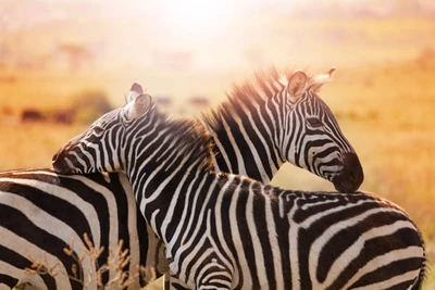 Hôtel Jacaranda Indian Ocean Beach Resort 4* avec 1 nuit Tsavo Est