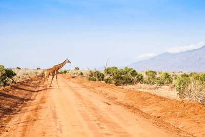 Hôtel Papillon Lagoon Reef 3* avec 1 nuit Tsavo Est