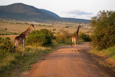 Circuit Merveilles du Kenya Mara