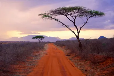 Hôtel Neptune Village Beach Resort & Spa 4* + Safari Tsavo East – Amboseli – Tsavo West 3 nuits