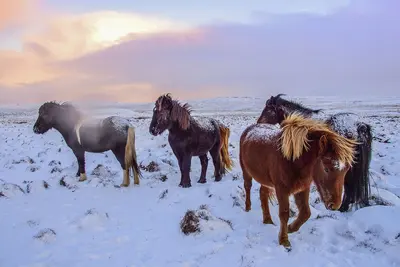 Circuit en étoile : Islande givrée