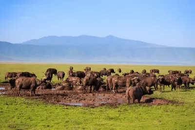 Circuit Privatif Tanzanie : Escapade entre Faune & Sable de Jambiani en hôtel de Charme