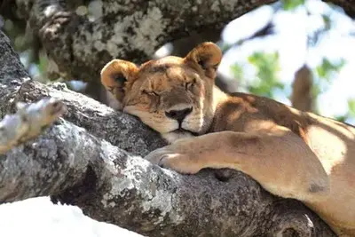 Circuit Couleurs de Tanzanie -