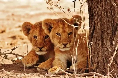 Circuit Beautés du Sénégal et balade avec les lions de Fathala