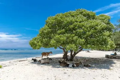 Combiné hôtels Jungle, île de Gili et Sable de Bali 4*