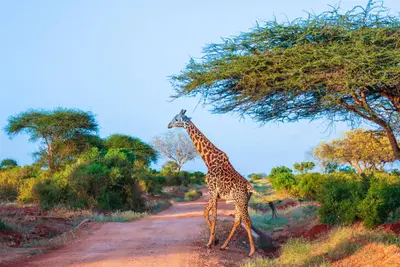 Combiné circuit et hôtel Neptune Village 4* avec 2 nuits Tsavo Est / Ouest