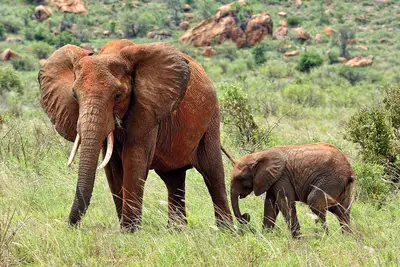 Combiné circuit et hôtel Neptune Paradise Beach Resort & Spa 4* avec 2 nuits Tsavo Est / Ouest