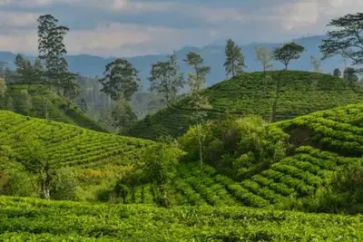 Circuit Merveilles du Sri Lanka 3* en Privatif 2025