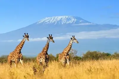 Circuit Douceurs du Kenya - 2025