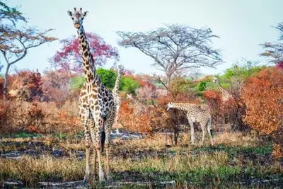 Circuit Séjour Kappa club Waridi 4* & Safari Selous 2 nuits
