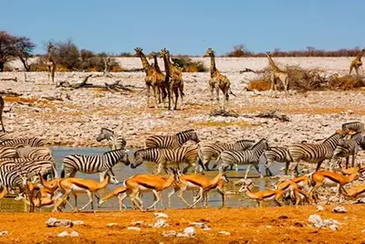 Circuit Namibie : safaris et rencontres