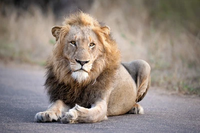 Circuit Royal Kruger Lodge and spa + Safari