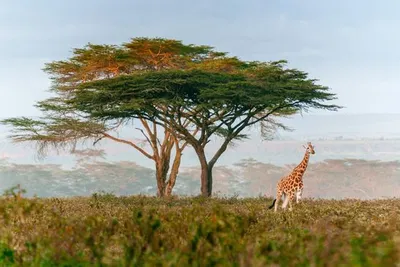 Royal Marlothi Kruger Safari Lodge & Spa 4*