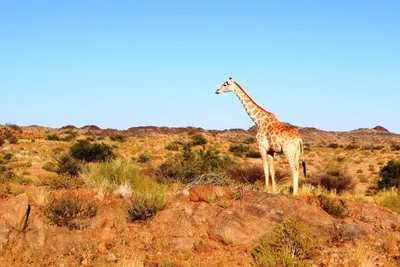 Turaco Lodge 4*