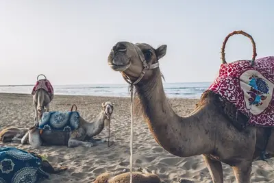 Hôtel Iberostar Saidia