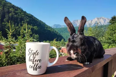 Image de Two Rabbits mountain guesthouse