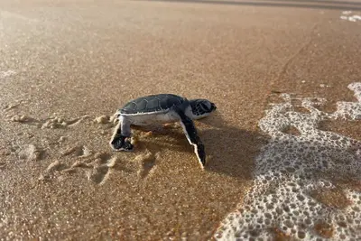 Image de Relax by the sea!