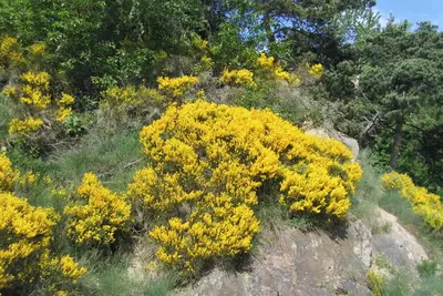 Image de Homerez - Maison charmante Ă Le Malzieu, jardin, vue