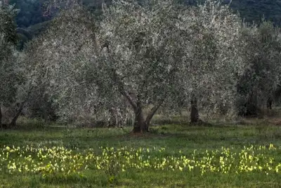 Image de Cozy country house surrounded by olive trees.