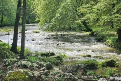 Image de Sunny Creekside Getaway