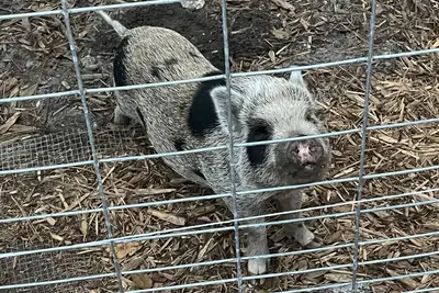 Image de Hobby Farm Cottage in the woods with exotic pets and farm animals. Pet Friendly!