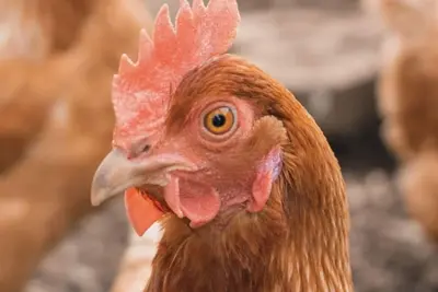 Image de Brand New Listing! Loveland Bear Chicken house, organic eggs daily remodeled