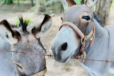 Image de Come See Us At Jenny'S Farmhouse! Fun For Everyone! Always Something To Do!
