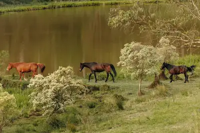 Image de Tiny Thomas Summary: