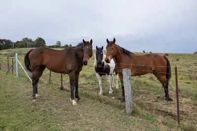 Image de Luxury Romantic Farm Stay, Feed the horses roam the acreage 12 mins to Orange