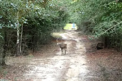 Image de Beautiful Piney Woods Ranch Retreat