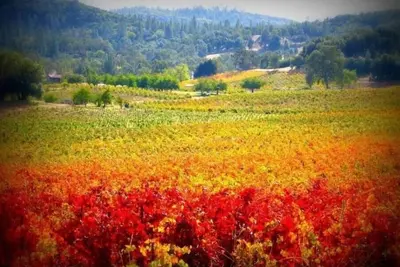 Image de Oaks of Sonoma~sleeps up to 4 comfortably\n\n