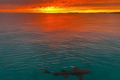 Image de Live the Bahama Life with your own private dock, and sparkling pool