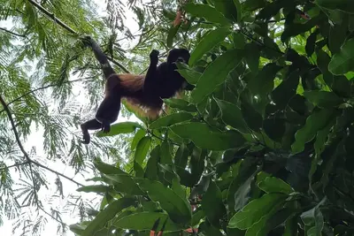 Image de Hermosa cas a tan Solo 20 Minutos de las Mejores Playas de Costa Rica