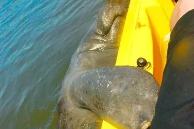 Image de Stay and kayak with dolphins manatees