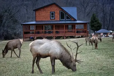 Image de Elk Meadow Lodge ~ New Cabin by Willow Tree Cabins
