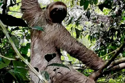 Image de Cabañas Para Descanso Oso Perezoso