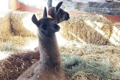 Image de Banjo's Cottage near Middlebury & Recreation Areas