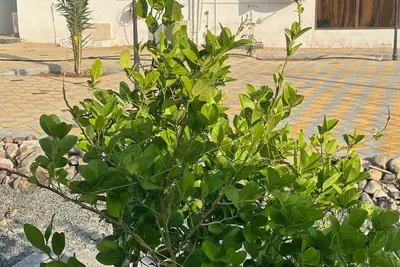 Image de Cozy Mountain House near Hatta