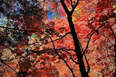 Image de Flagstaff Winter/Summer fun! Bring the whole Family to the cool pines.