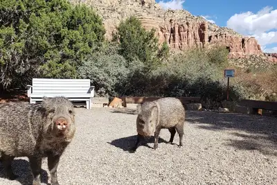Image de Javelina Heaven- Secluded-Private Trail-King Beds-Wildlife
