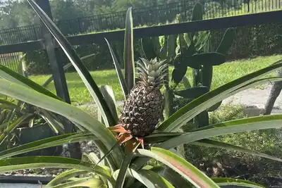 Image de Tropical Paradise