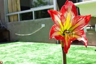 Image de Cori
