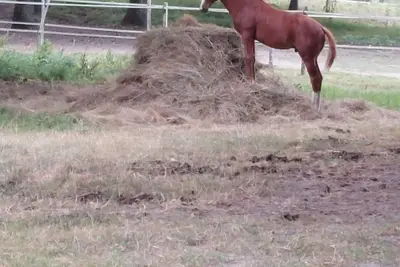 Image de Studio dans bazadaise sud Gironde dans un élevage de chevaux