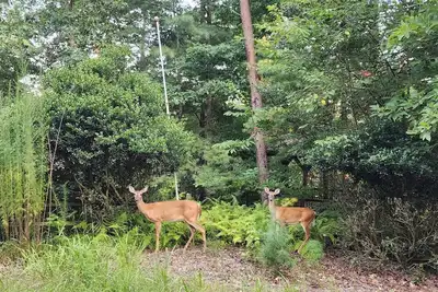 Image de Cozy and Pet friendly 2-bedroom cabin in tranquil Blue Ridge