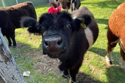 Image de Butterbox Farm