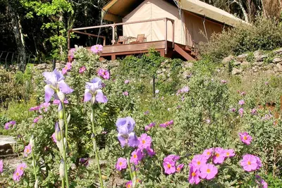 Image de Luxury Tent Figuier