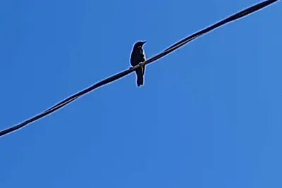 Image de Cantar do Pássaro 🐦