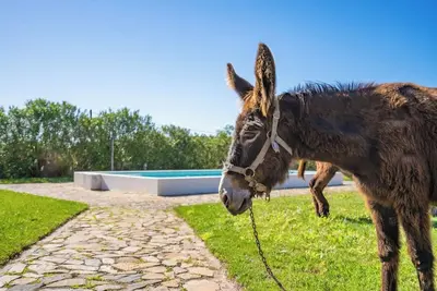 Image de Burro Ville - Lovely House w/ Pool